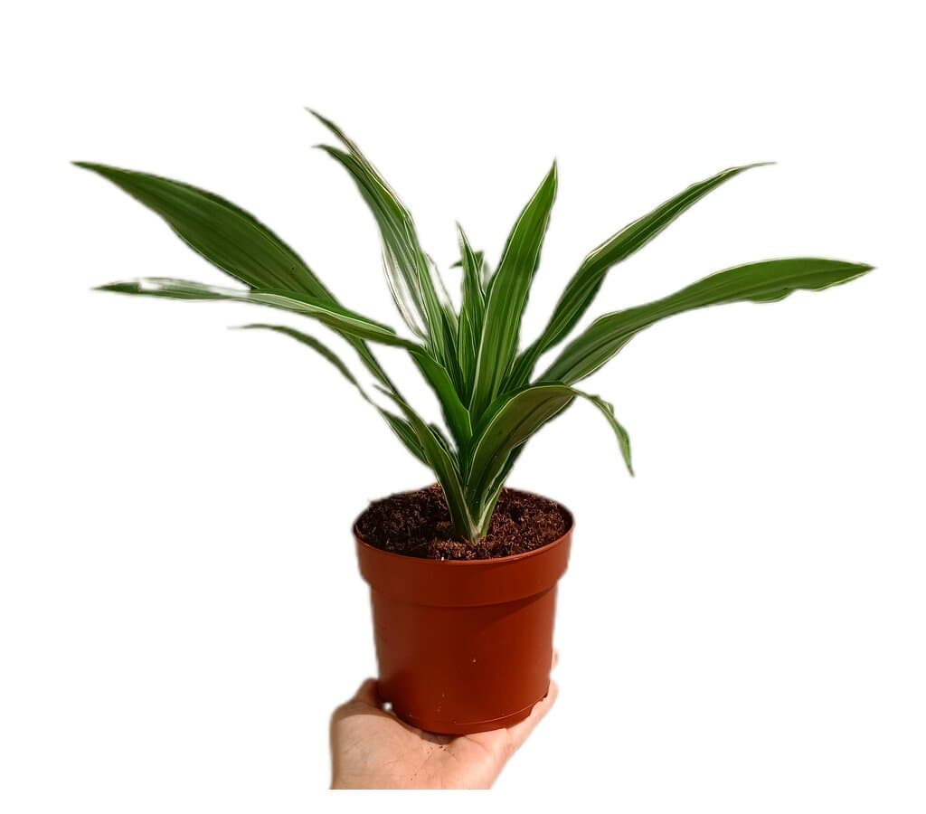Dracena Warneckei M12_0
