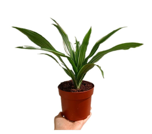 Dracena Warneckei M12