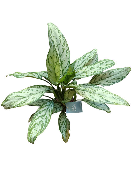 Aglaonema Silver Queen Planta De Interior Ø14 Altura 50 Cm