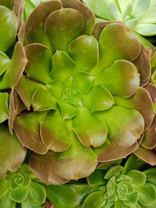 Suculentas Y Cactus Variedad #49 Planta Sin Id