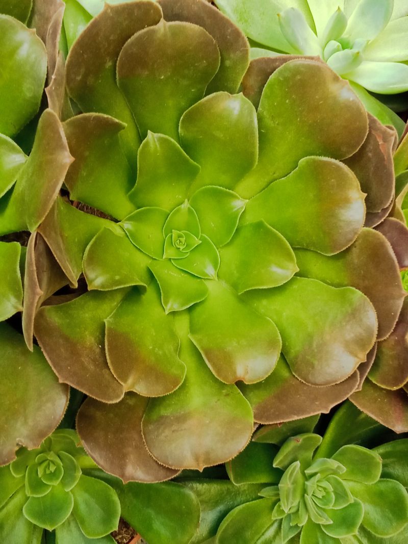 Suculentas Y Cactus Variedad #49 Planta Sin Id_0