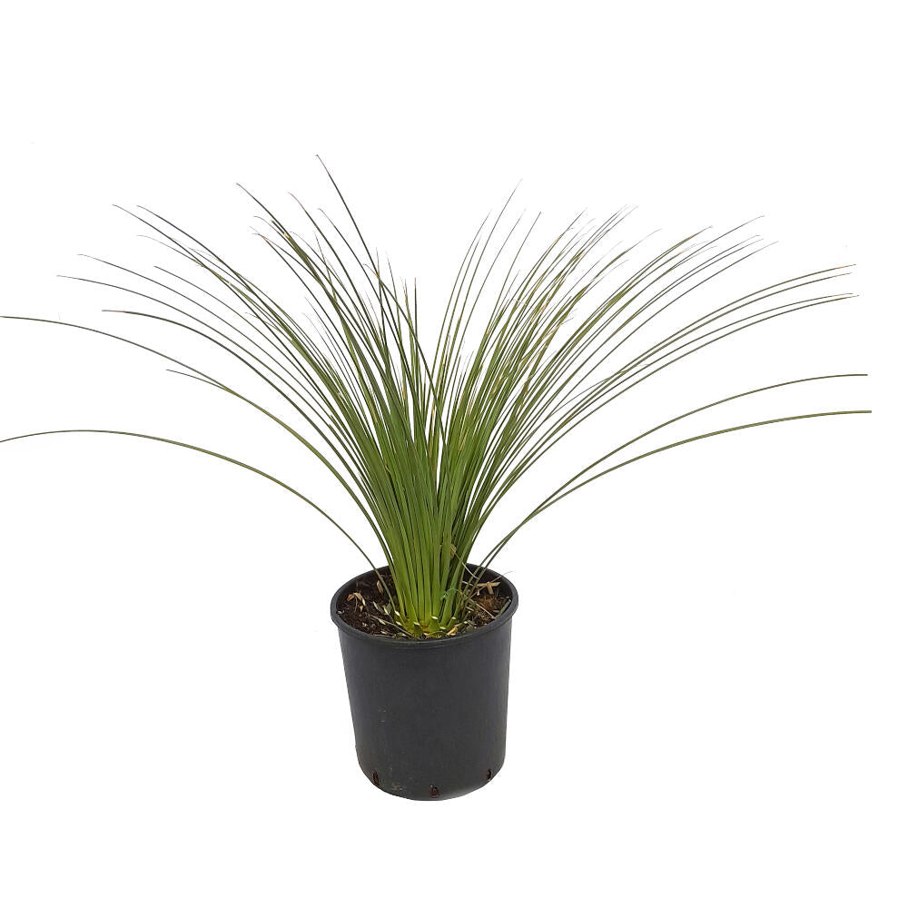 Dasylirium Longissimun M20 80cm (junquillo)_0