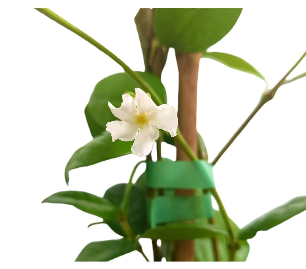 Trachelospermum Jasminoides M17 150cm_1