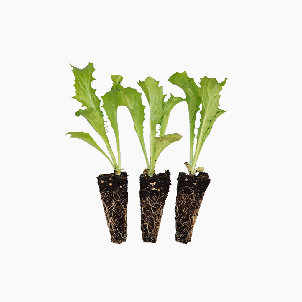 Plantón Escarola Fina - Plantabo.