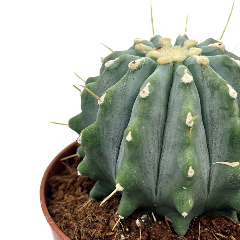 Ferocactus Glaucescens Inermis Cactus Y Suculentas M8,5 cm Ø_2