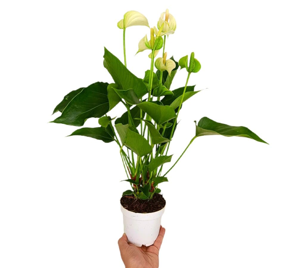 Anthurium Andreanum Blanco M12 40cm_0