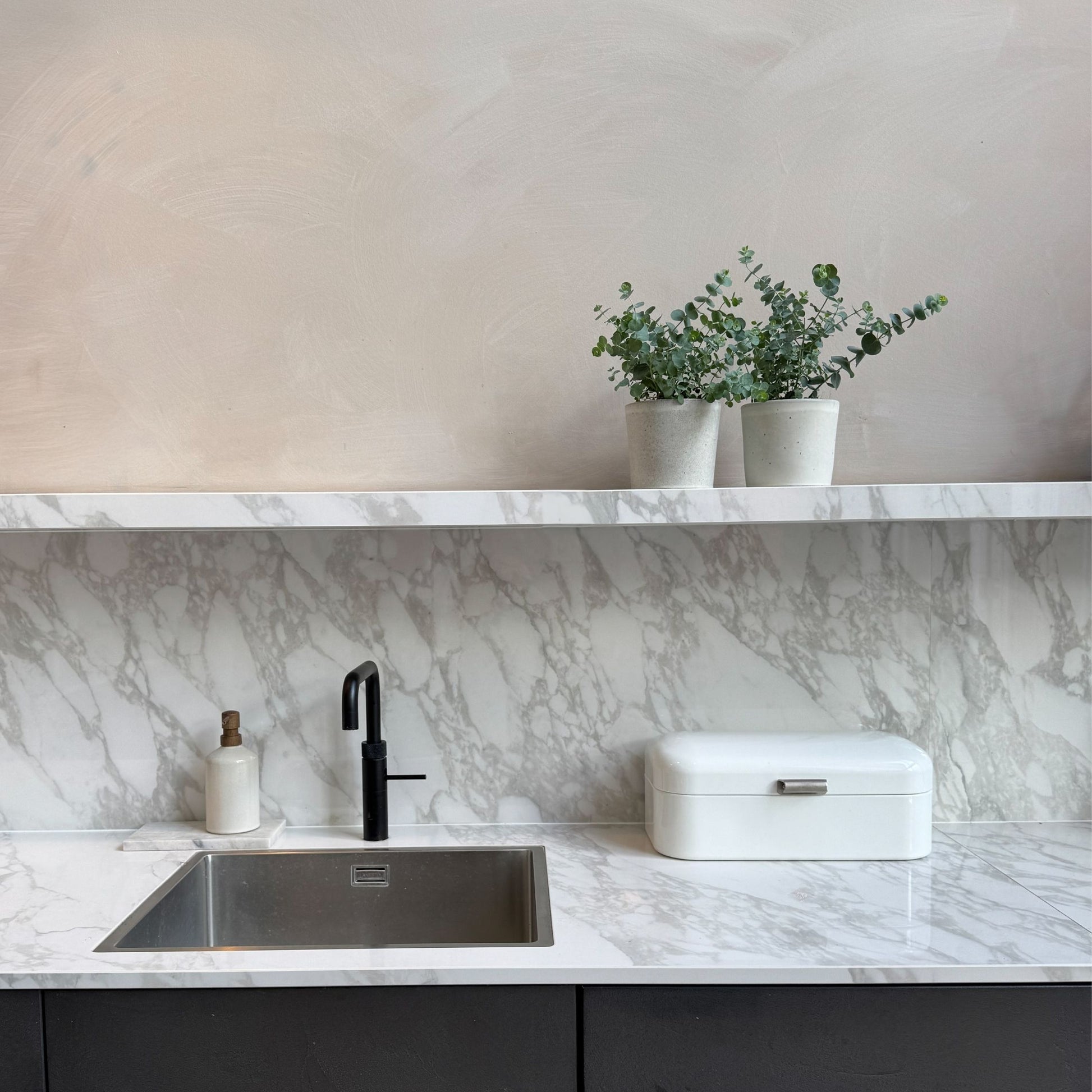 Eucalipto - 2 Pzs - Eucalyptus 'pulverulenta' - Altura 25-40cm - ⌀13cm