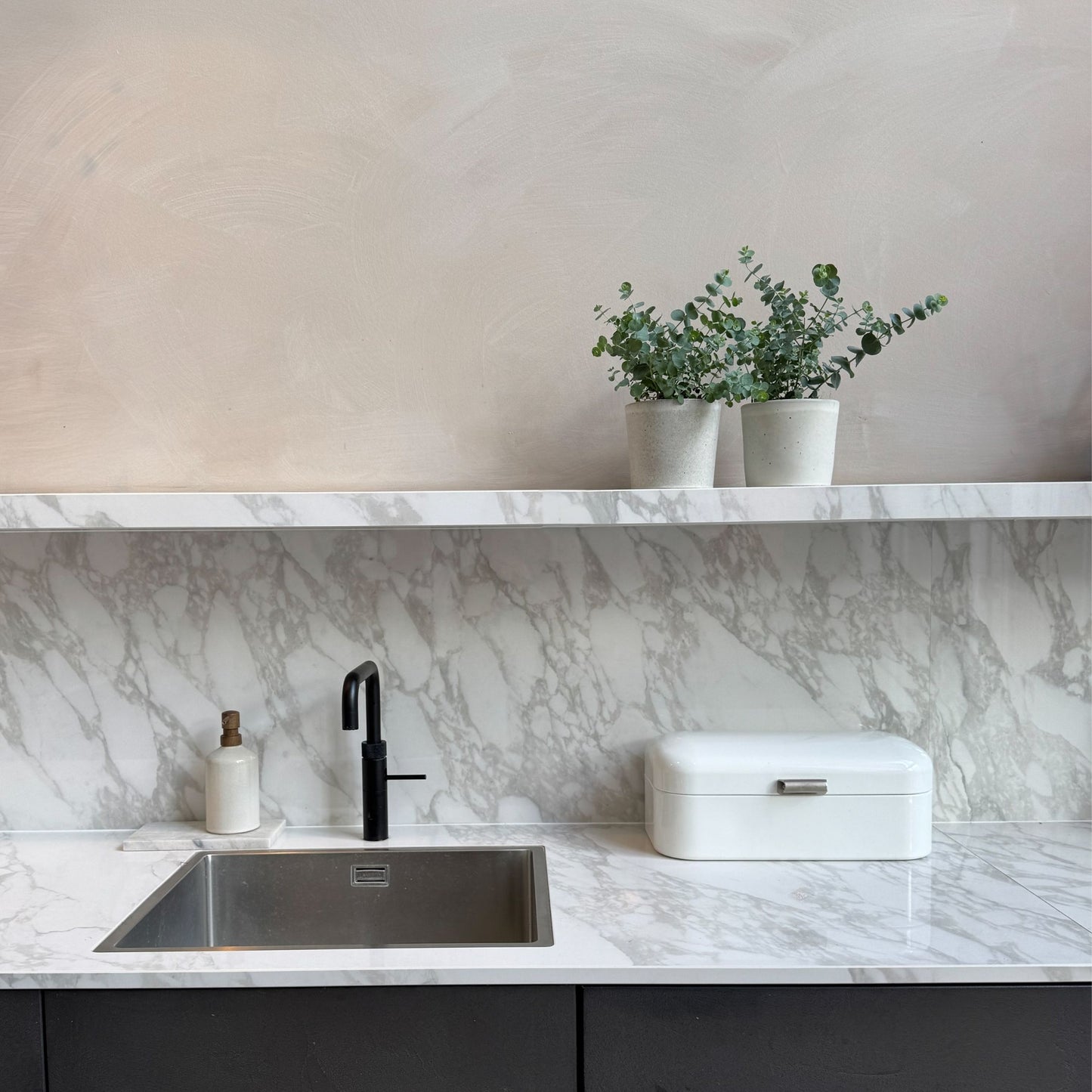 Eucalipto - 4 Pzs - Eucalyptus 'pulverulenta' - Altura 25-40cm - ⌀12cm