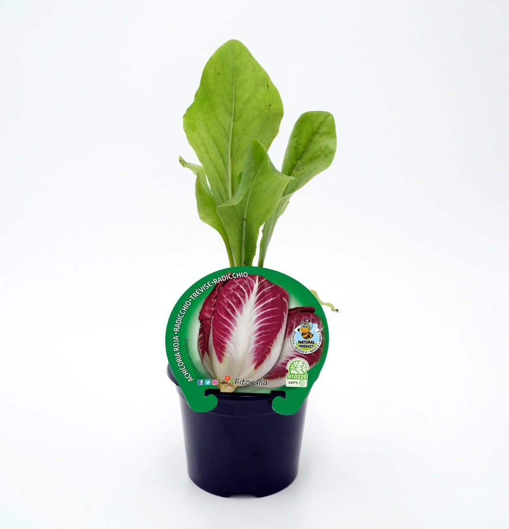 Plantón De Achicoria Roja Natural En Maceta De 10,5 Cm. - Fitoralia_0