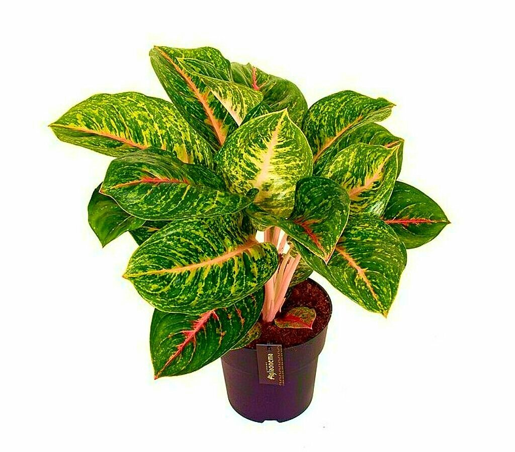 Aglaonema Spring Red M19 60cm_0