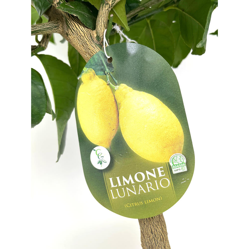 Limonero 4 Estaciones Copa M26 150cm_2