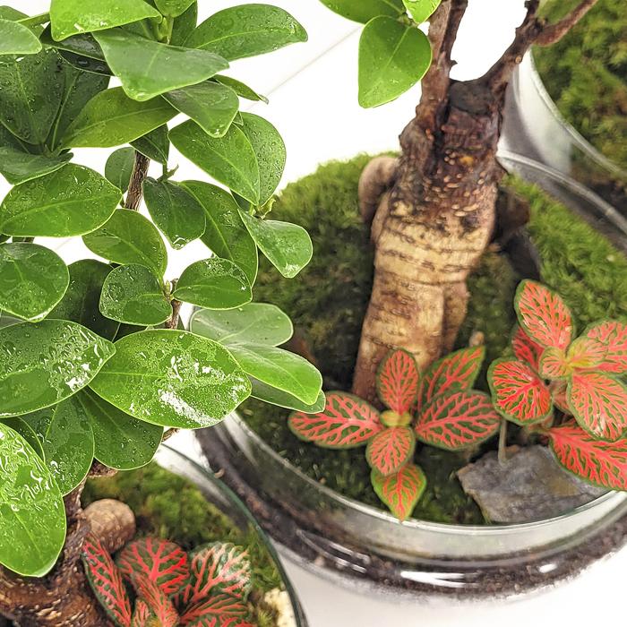 Terrario Madagascar Rain Ficus Ginseng Ø19 x 36 cm