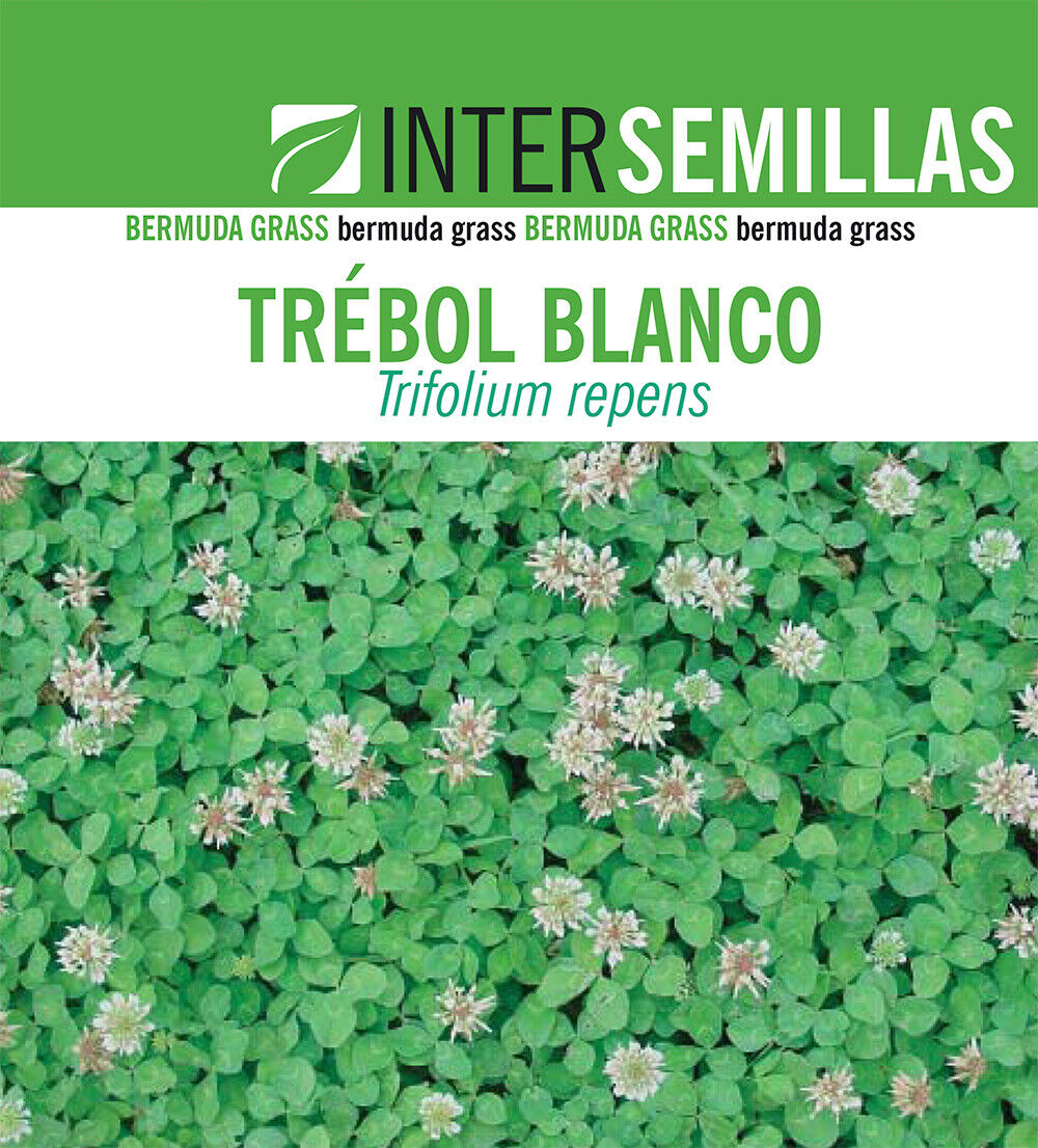 Semillas De Trebol Blanco Trifolium Repens Caja De 250g