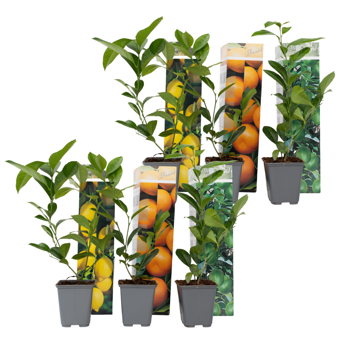 Mezcla De Árboles Frutales - 6 Pzs - Citrus Limon - Altura 25-40cm - ⌀9cm
