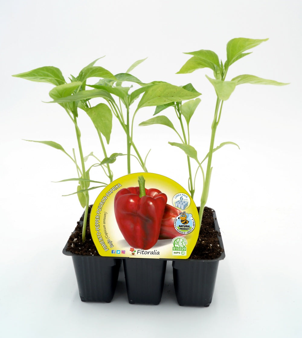 Pack Plantones Pimiento Rojo 6 Ud. Natural - Fitoralia_0