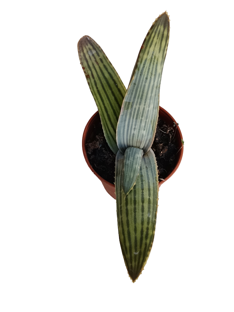 Aloe karasbergensis planta suculenta joven Ø5