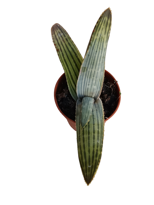 Aloe karasbergensis planta suculenta joven Ø5
