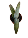 Aloe karasbergensis planta suculenta joven Ø5