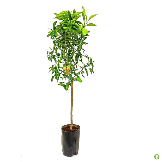 Mandarino Tardio Tb20