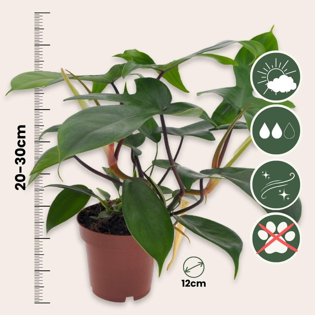 Filodendro - Philodendron 'florida Green' - Altura 20-30cm - ⌀12cm