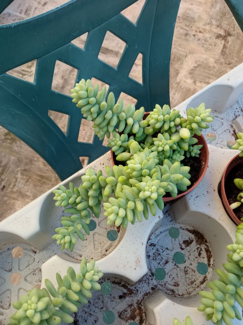 Sedum Burrito Ø8 Cms Planta Suculenta Colgante