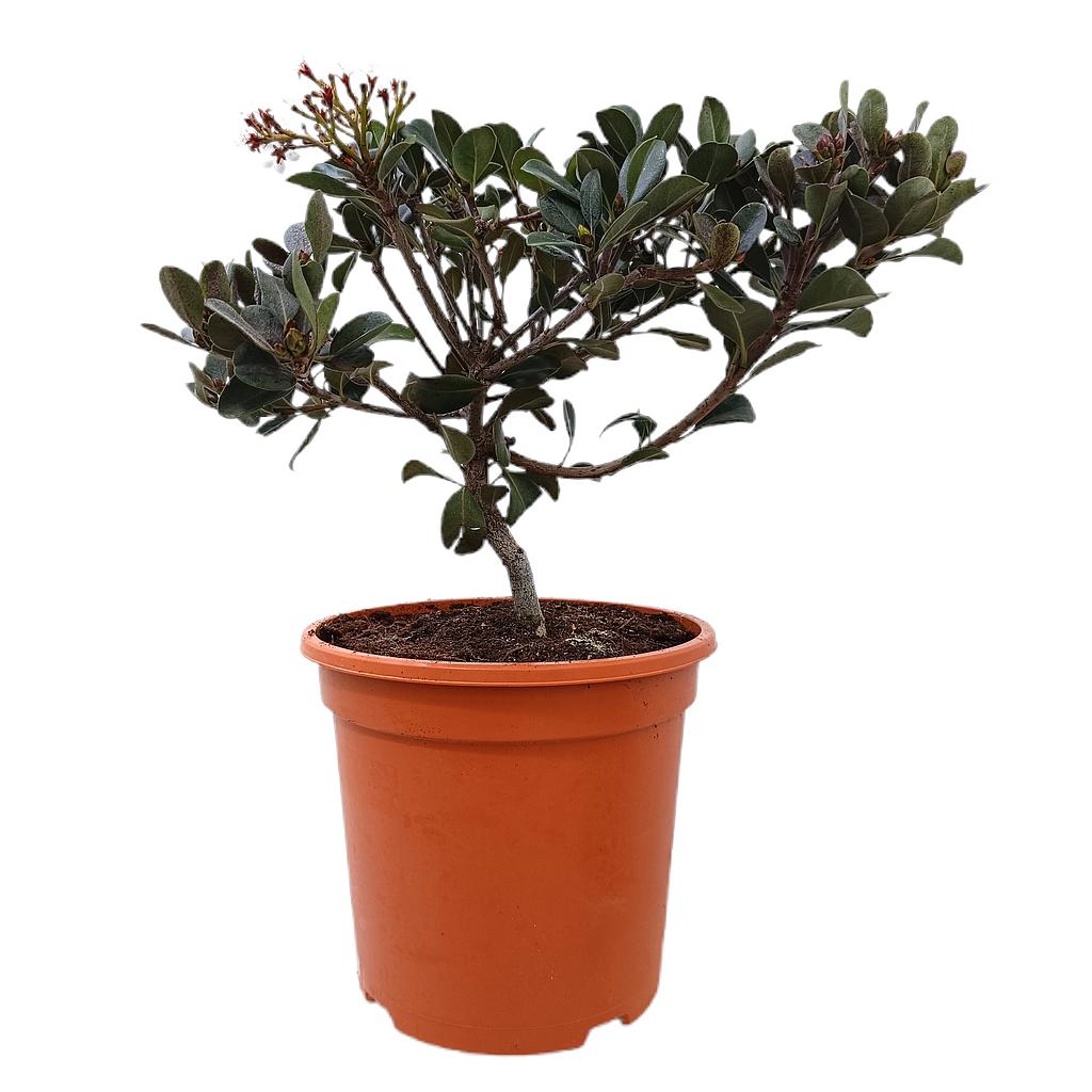 Raphiolepsis Indica M24 50cm_0