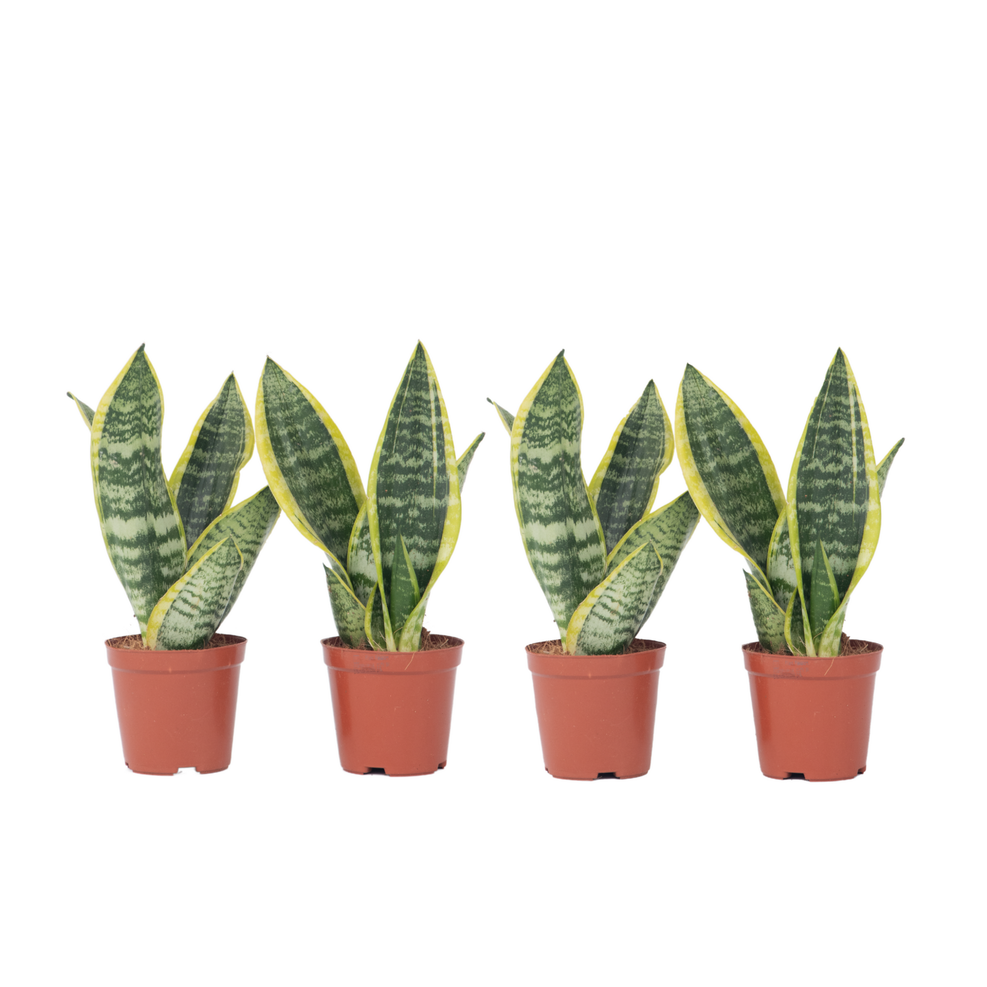 Lengua De Suegra - 4 Pzs - Sansevieria 'futura' - Altura 35-40cm - ⌀12cm