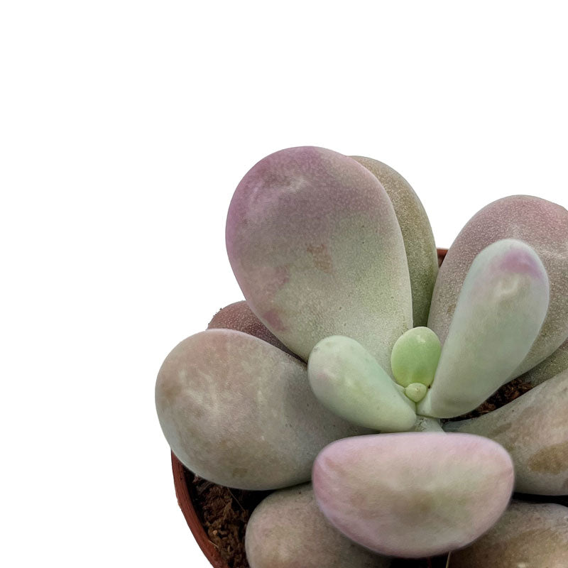 Pachyphytum Oviferum Cactus Y Suculentas M5,5 cm Ø_2