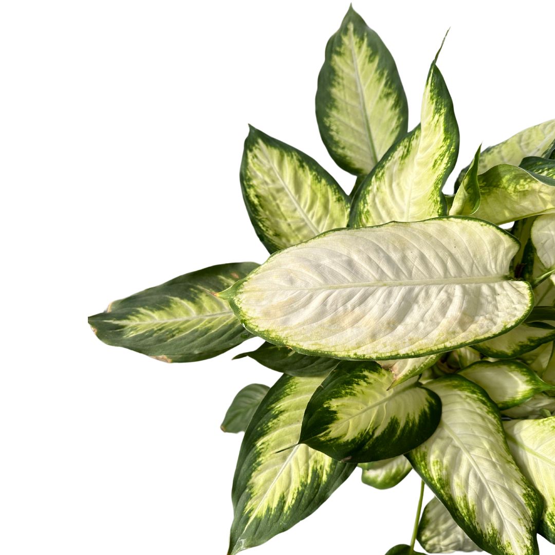 Dieffenbachia Camila M12 Maceta 12cm_1