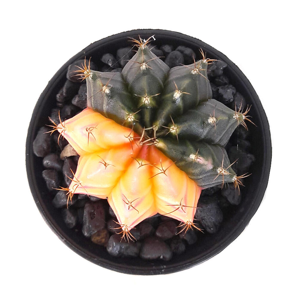 Gymnocalycium Variegata M6