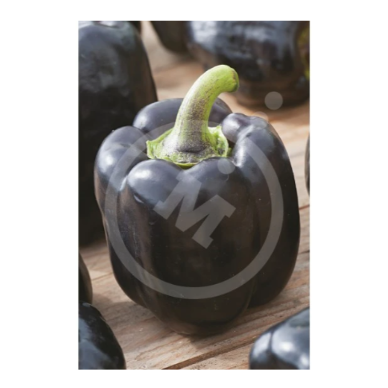 Semillas Pimiento Zulu_0