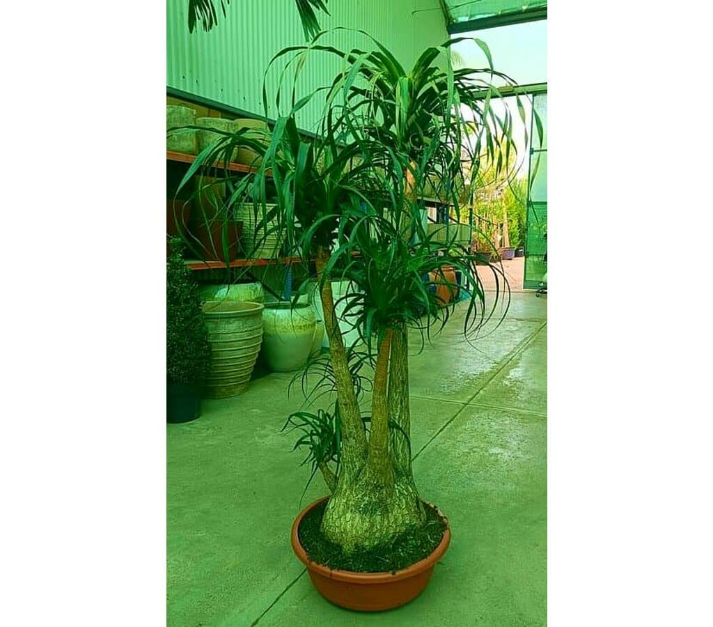 Beaucarnea Ramificada M60 140-160cm_0