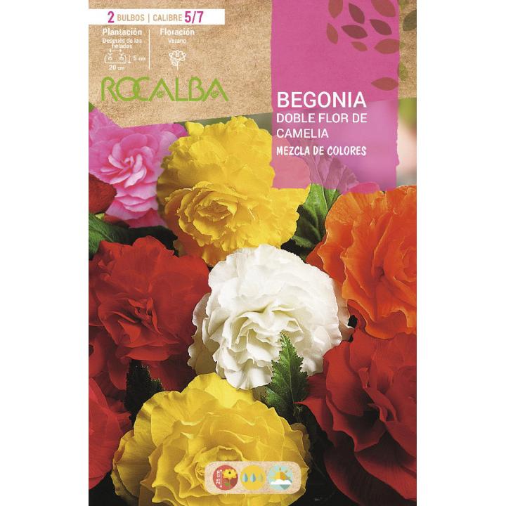 Bulbo Begonia Doble Flor de Camelia Mezcla de colores 2 unidades (5/7)