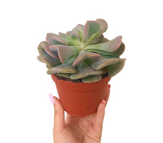 Echeveria M11