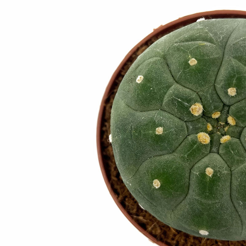 Matucana Madisoniorum Cactus Y Suculentas M8,5 cm Ø_2