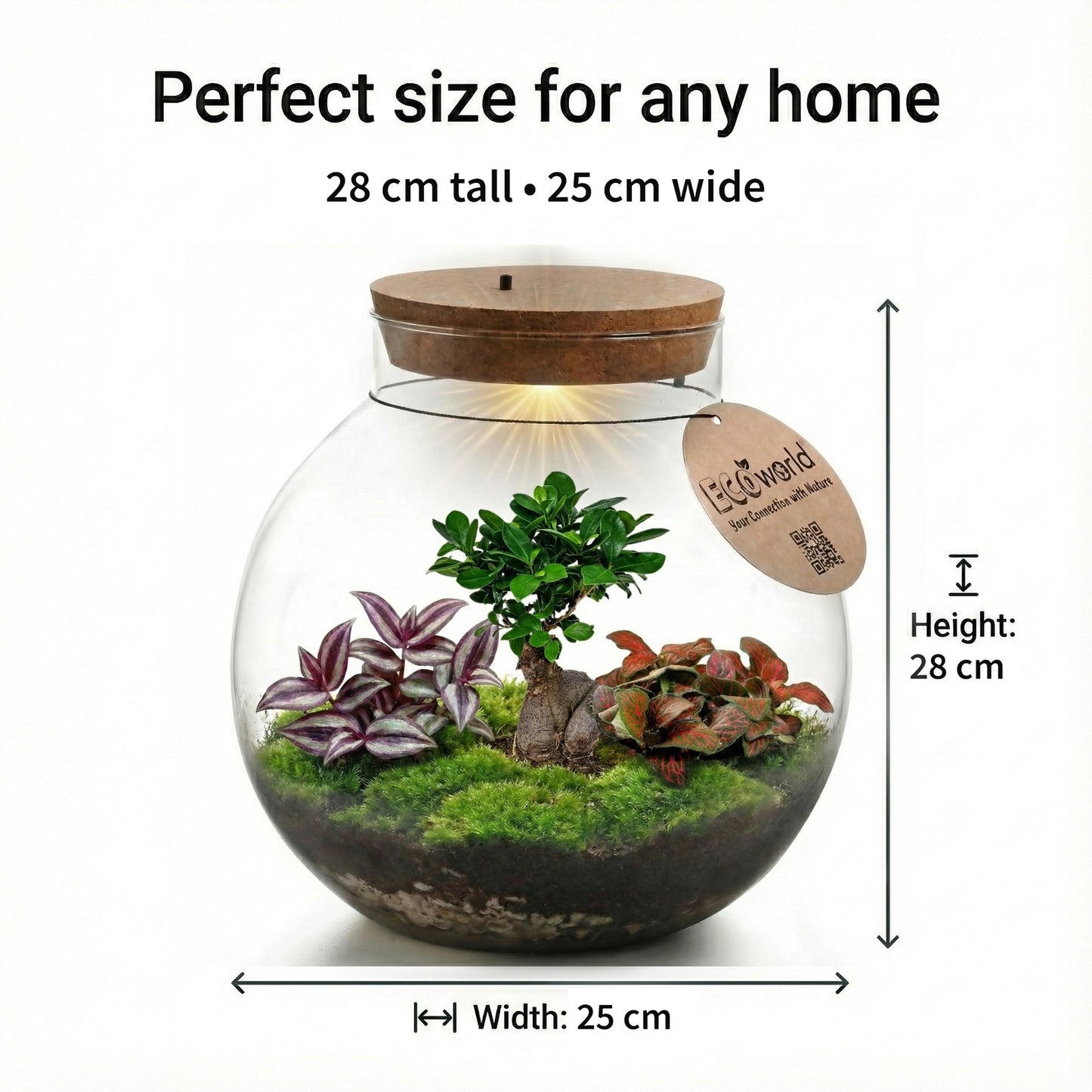 Bonsái Terrario Ecosistema 'biodome' - Ø25 Cm_5