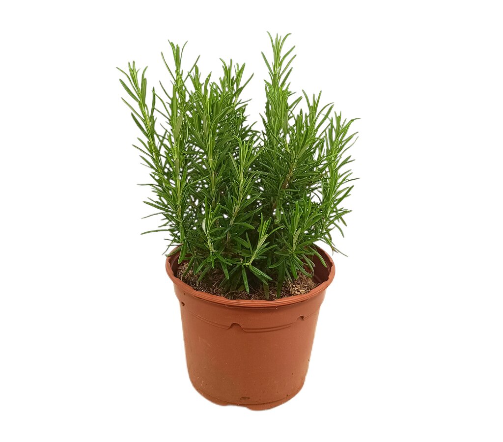 Romero Rastrero M16 30cm