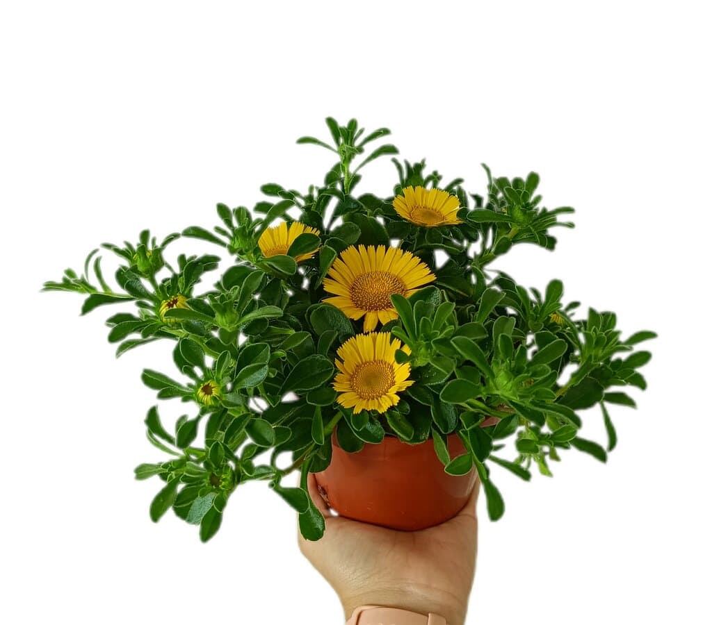 Asteriscus Maritimo M13_0