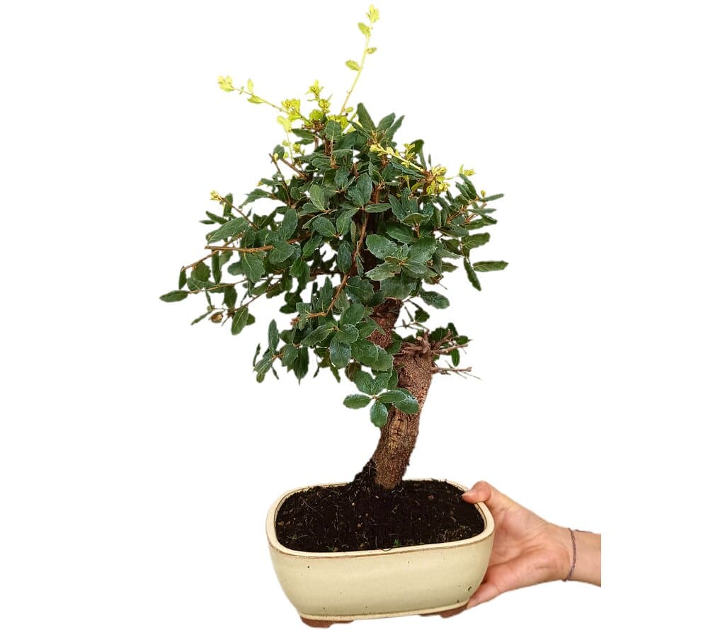 Bonsái Quercus Suber 12 Años (alcornoque Mediterráneo)