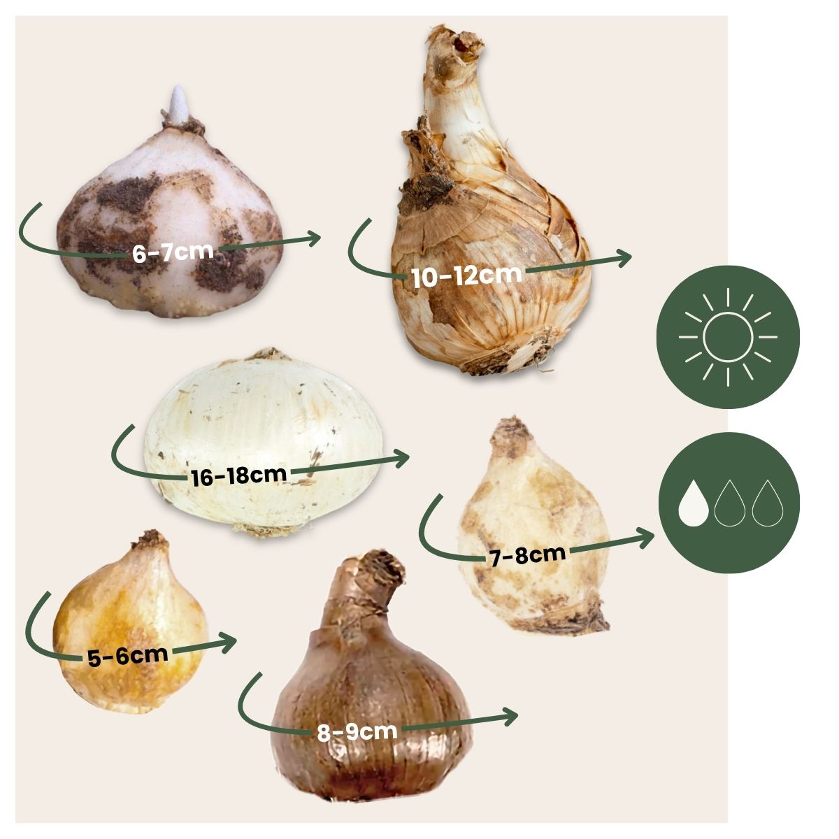 Bulbos Para Insectos - Mezcla De 50 - Resistentes Y Perennes