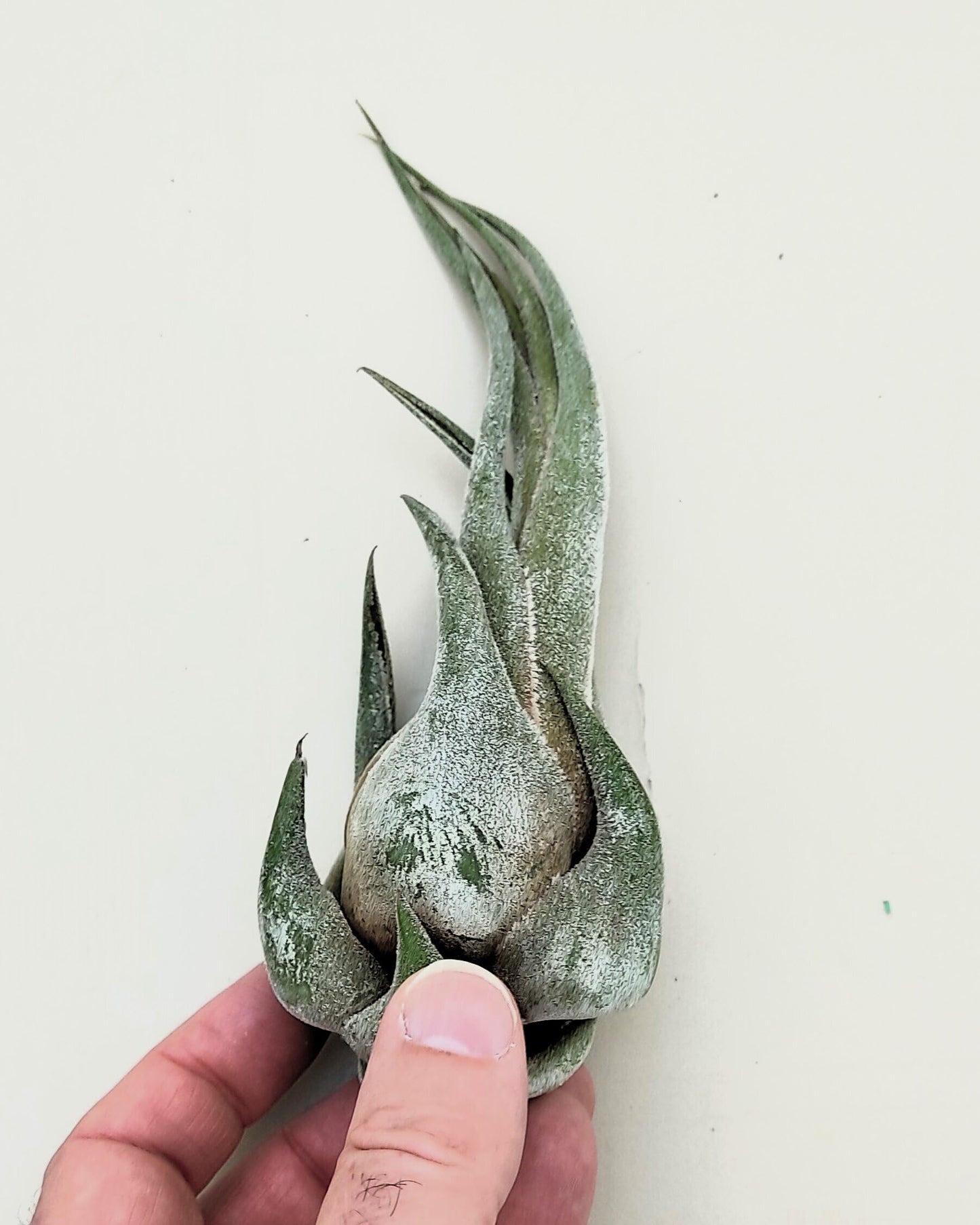 Tillandsia seleriana (S); planta del aire compacta verde plateada; Curiosarium; altura 12 cm, diámetro 5 cm_0