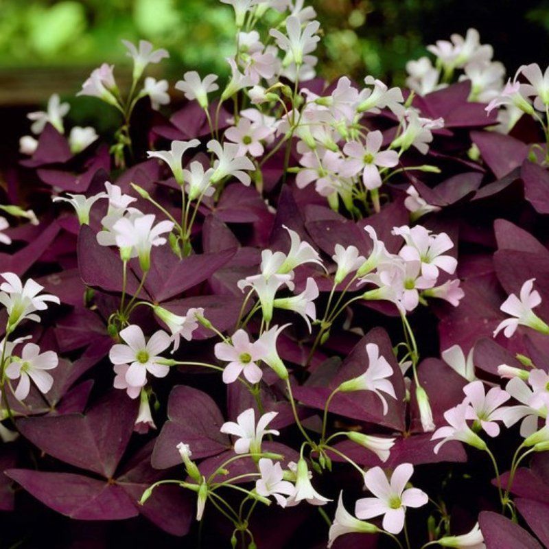 10 Bulbos Oxalis Mijke Planta Mariposa_0