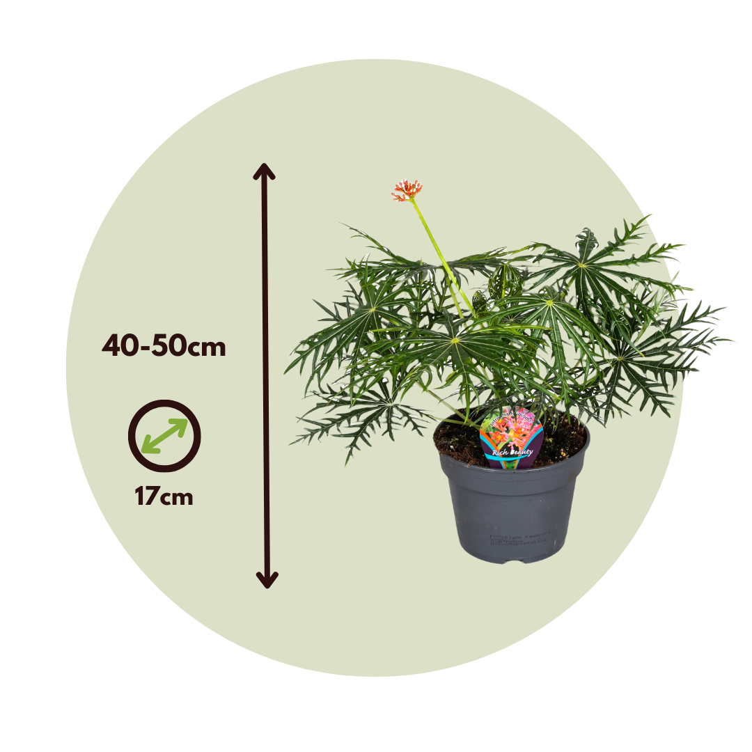 Jatrofa - Jatropha Multifida - Altura 40-50cm - ⌀17cm_2