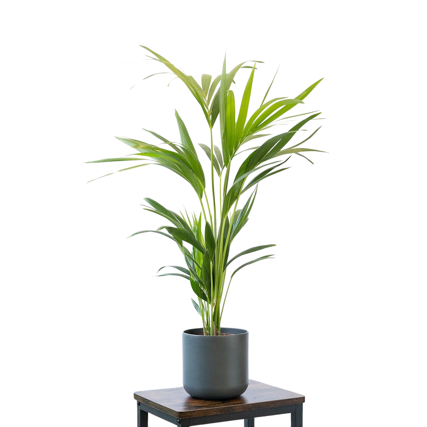 Pack 5 Plantas Naturales De Interior : Croton + Dieffenbachia + Palmera Areca + Dracaena Lemon Lime + Chamadorea Ø12 Cm