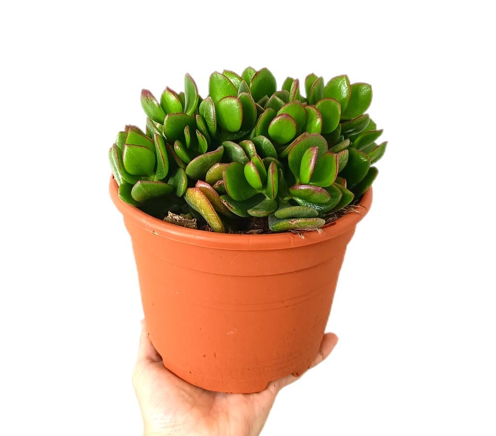 Crassula Ovata M17_0