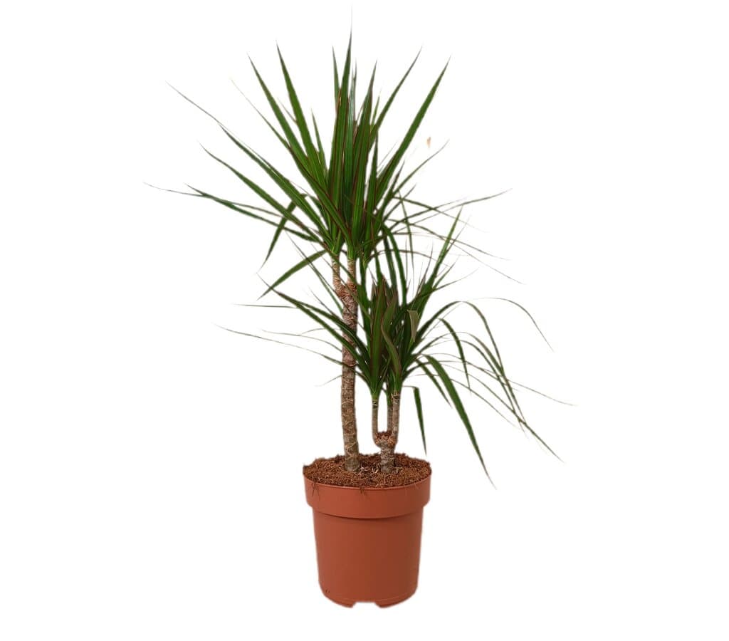 Dracena Marginata 2 Troncos M17