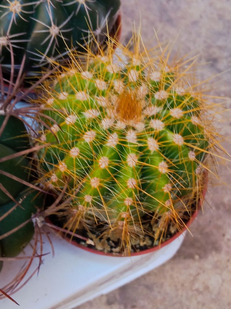 Parodia Warasii Cactus Ø 5 Cm_0
