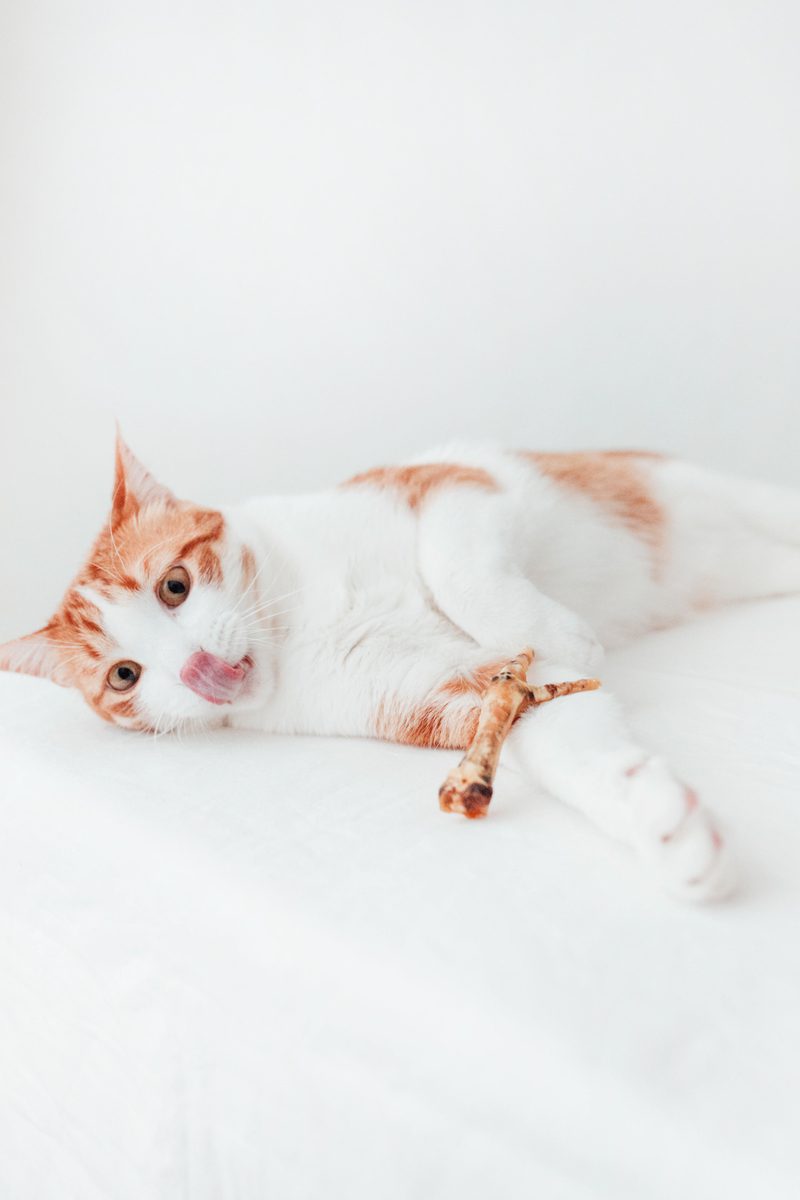 Bimordiscos Patas De Pollo Para Perros Y Gatos · 500g.