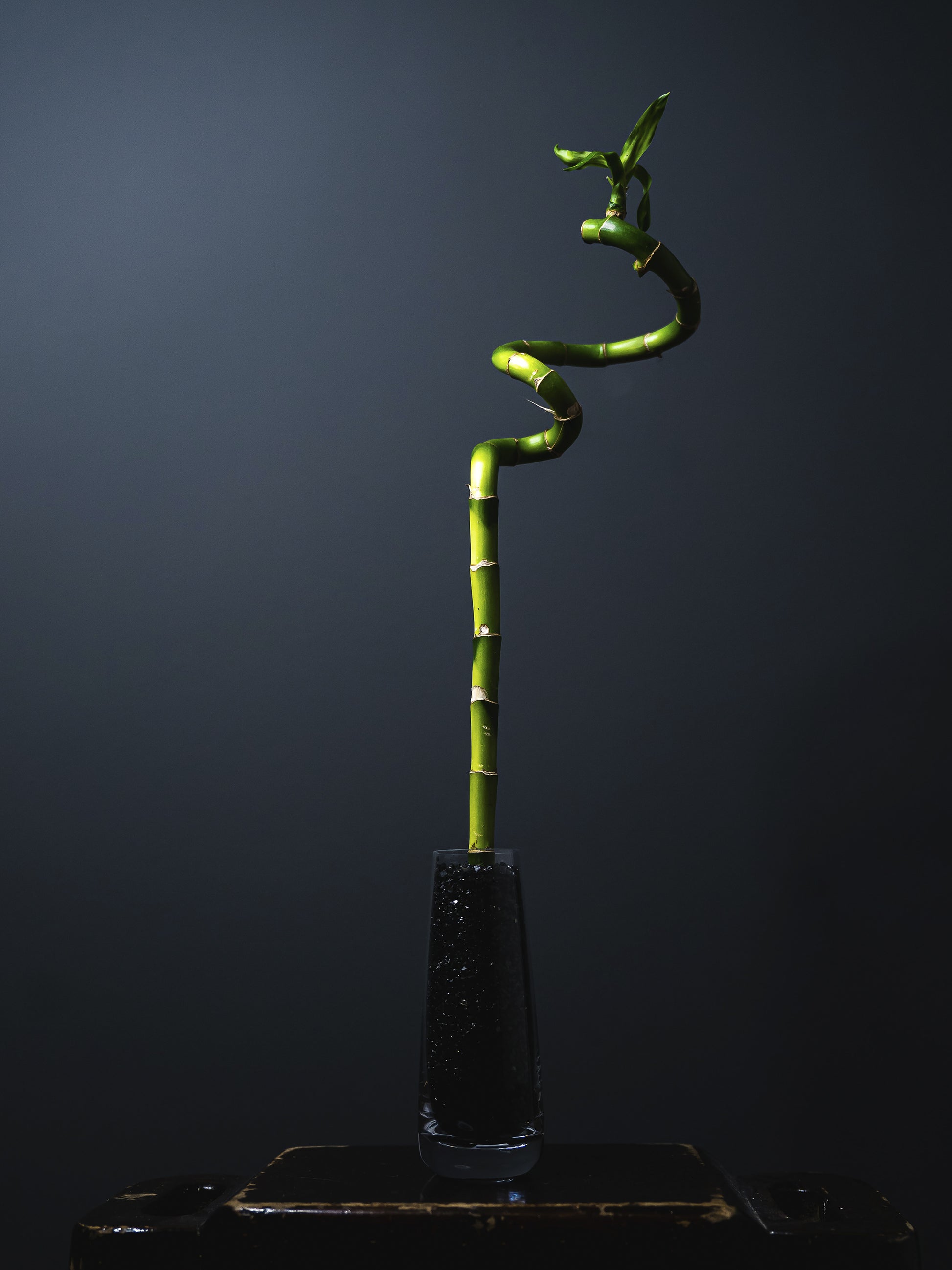 Bamboo Lucky Espiral | Altura 60cm