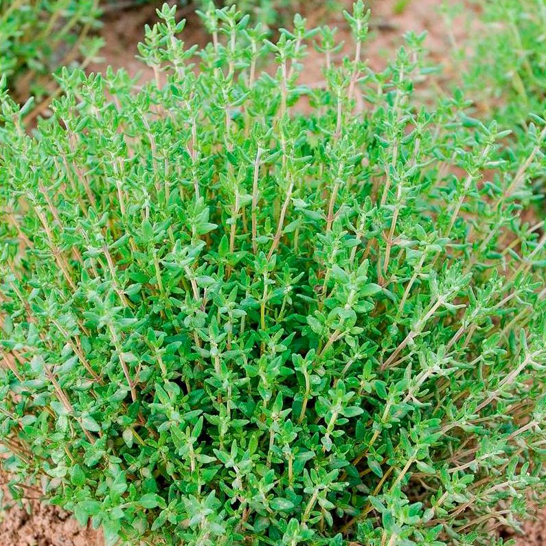 Semillas Tomillo Ecológicas_0